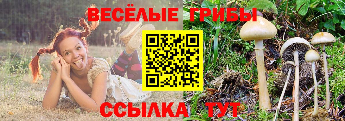 Мичуринск  Псилоцибиновые грибы Cubensis  Вход с VPN 